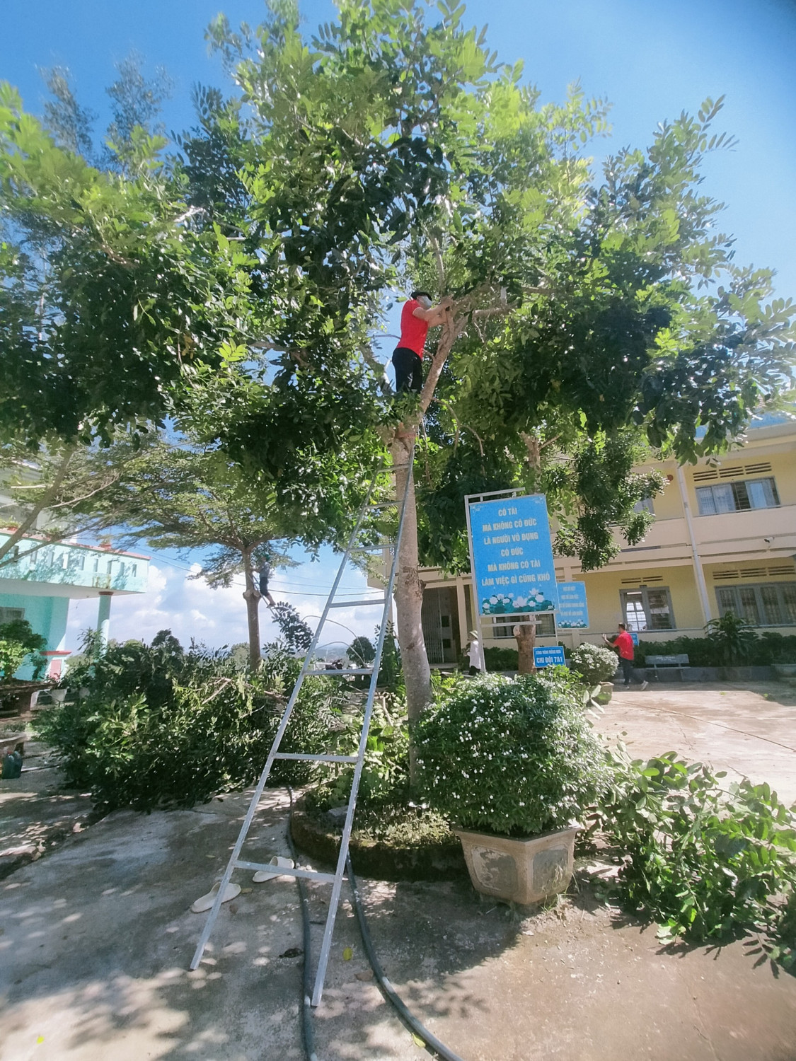 Cắt tỉa cây xanh